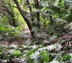 亜熱帯性照葉樹林