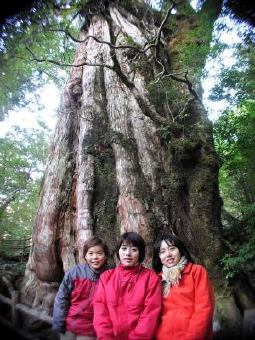 紀元杉(屋久杉)