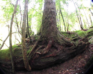 切り株更新/倒木更新