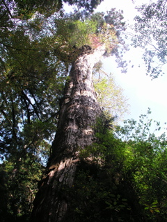 ひげ長老(着生)