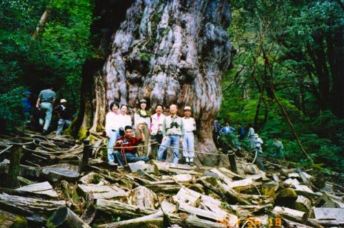 1992年縄文杉