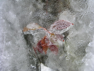 氷に閉ざされたヤマグルマ