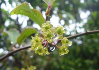 サルトリイバラ