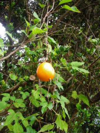 オオカラスウリ1