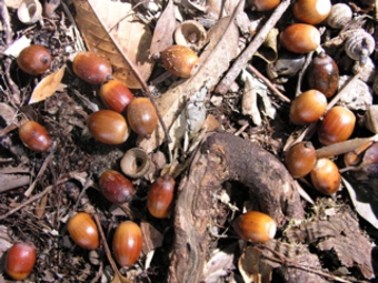 秋の木の実1