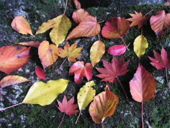 紅葉の季節