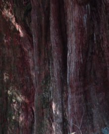 木肌は、赤みをおびている。