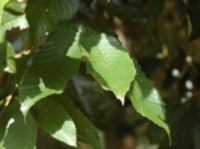 台湾のマテバシイLithocarpus synbalanos/菱果石櫟