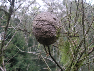アリの巣？