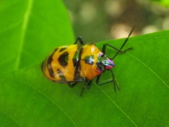 オオキンカメムシ成虫