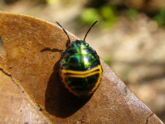 オオキンカメムシ幼虫