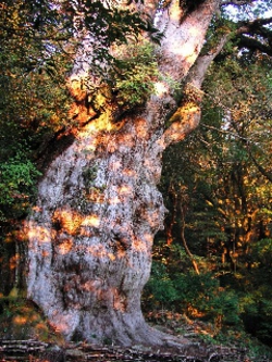 朝焼けの縄文杉