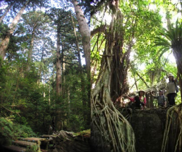 お得なパックメニュー