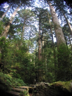 屋久杉の森