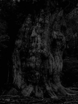 月光浴縄文杉キャンプ