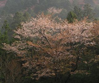 ヤマザクラ2
