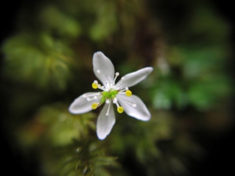 オオゴカヨウオウレン