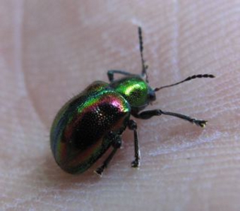 アカガネサルハムシ