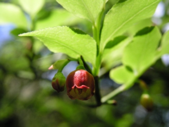 アクシバモドキ