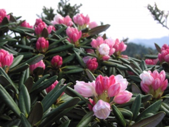 ヤクシマシャクナゲ1