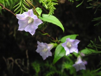 ハナヤマツルリンドウ