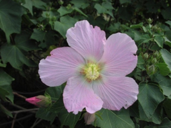 サキシマフヨウ