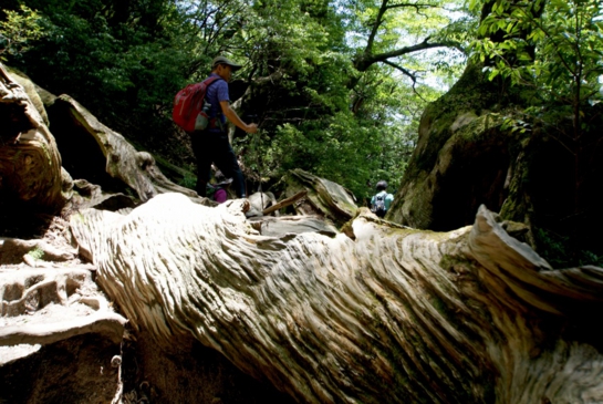 茂木さんの白谷雲水峡でのone photo