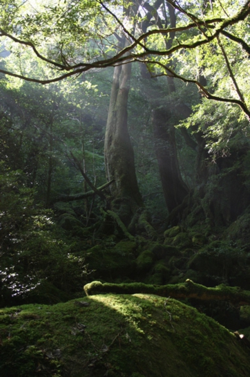 中山さんの白谷雲水峡でのone photo