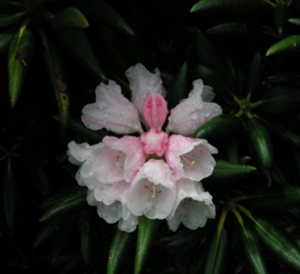 2005ヤクシマシャクナゲ ベスト画像