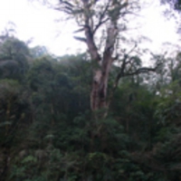 達観山自然保護区の森達観山自然保護区の森