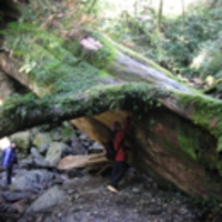 紅檜の倒木