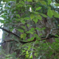 達観山のヤマグルマ