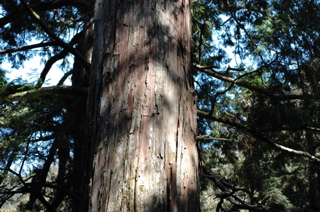 タイワンヒノキ(臺灣扁柏)