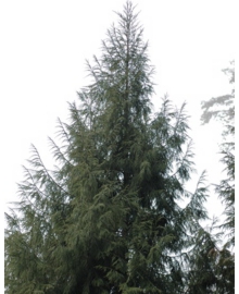 タイワンスギ(臺灣杉)