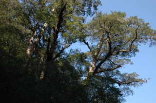 タイワンツガ(鐵杉)