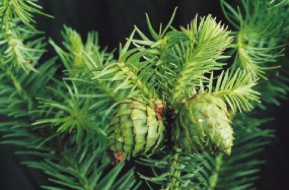 ランダイスギ(香杉)