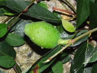 愛玉子 オーギョーチィー