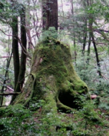 ヤクスギランド2