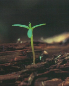 ヤクスギランド3